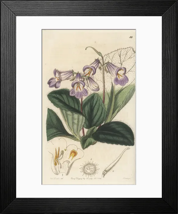Framed Print : Oak-nymph-leaved primulina, Primulina dryas Framed Print : Oak-nymph-leaved primulina, Primulina dryas