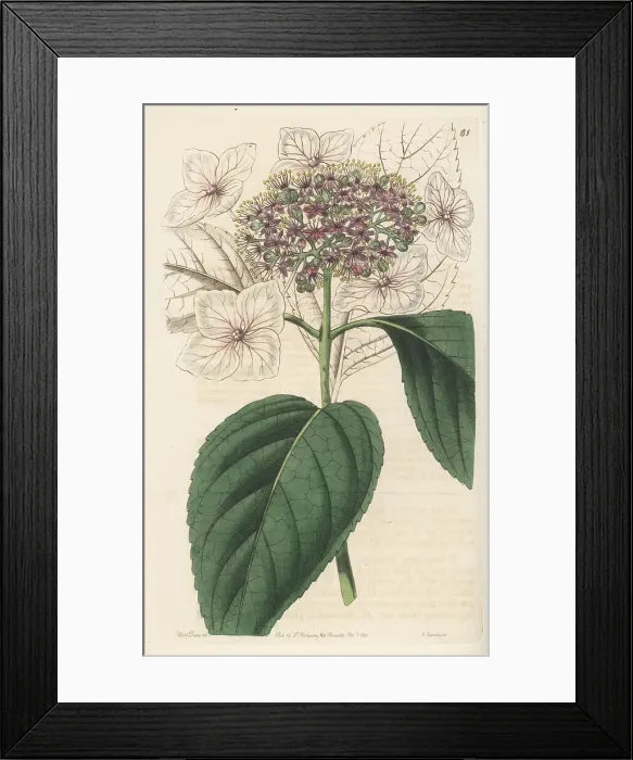 Framed Print : Mountain hydrangea, Hydrangea serrata Framed Print : Mountain hydrangea, Hydrangea serrata