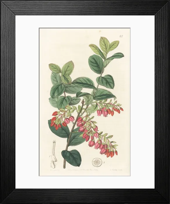 Framed Print : Brazilian huckleberry, Gaylussacia brasiliensis Framed Print : Brazilian huckleberry, Gaylussacia brasiliensis