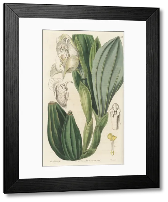 Framed Print : Swaddled babies orchid, Anguloa uniflora Framed Print : Swaddled babies orchid, Anguloa uniflora