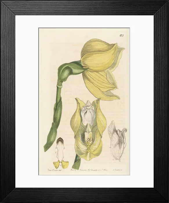 Framed Print : Mr. Clowes's anguloa, Anguloa clowesii Framed Print : Mr. Clowes's anguloa, Anguloa clowesii