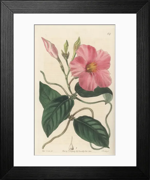 Framed Print : Rocktrumpet, Mandevilla martiana Framed Print : Rocktrumpet, Mandevilla martiana