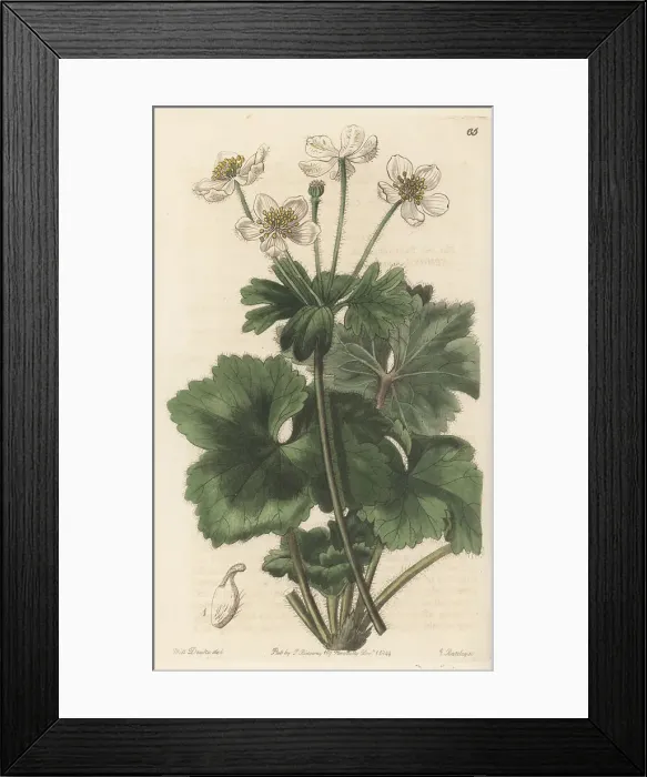 Framed Print : Anemonastrum polyanthes Framed Print : Anemonastrum polyanthes