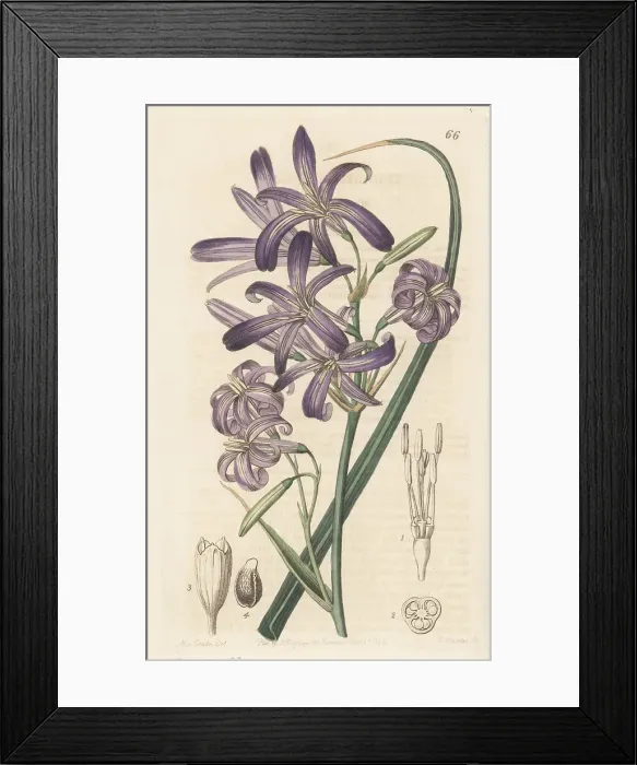 Framed Print : Siberian lily, Ixiolirion tataricum Framed Print : Siberian lily, Ixiolirion tataricum