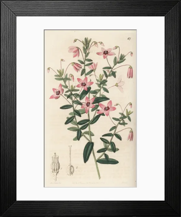 Framed Print : Black-eyed susan, Tetratheca hirsuta Framed Print : Black-eyed susan, Tetratheca hirsuta