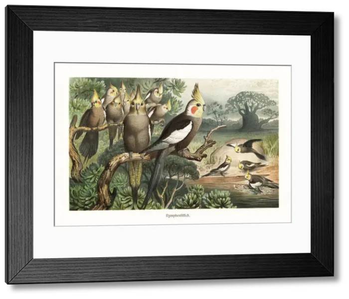 Framed Print : Flock of cockatiels, Nymphicus hollandicus, at a water hole Framed Print : Flock of cockatiels, Nymphicus hollandicus, at a water hole