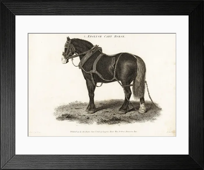 Framed Print : English Cart Horse or Shire draught horse Framed Print : English Cart Horse or Shire draught horse