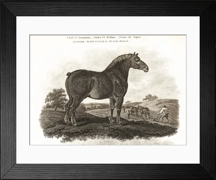 Framed Print : Suffolk Agricultural Punch Horse stallion Framed Print : Suffolk Agricultural Punch Horse stallion