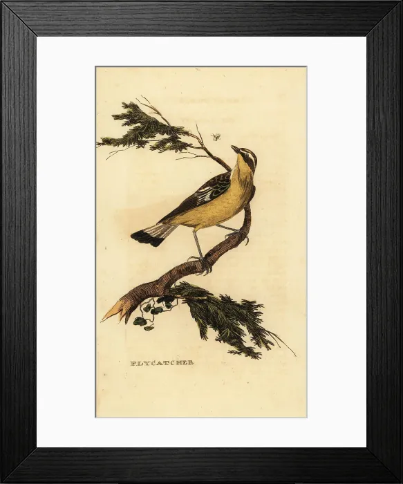 Framed Print : Yellow-rumped flycatcher, Ficedula zanthopygia Framed Print : Yellow-rumped flycatcher, Ficedula zanthopygia