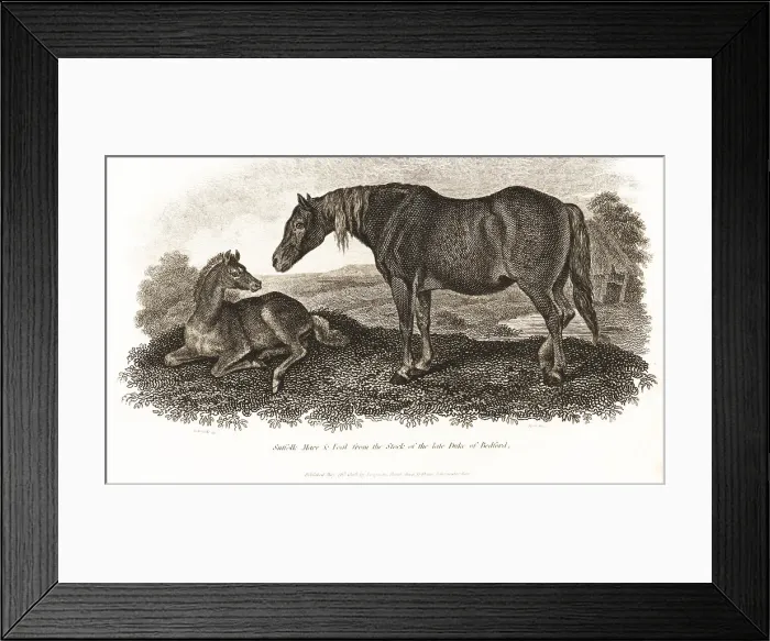 Framed Print : Suffolk Agricultural Punch Horse mare and foal Framed Print : Suffolk Agricultural Punch Horse mare and foal