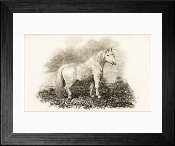 Framed Print : Shetland Pony Framed Print : Shetland Pony