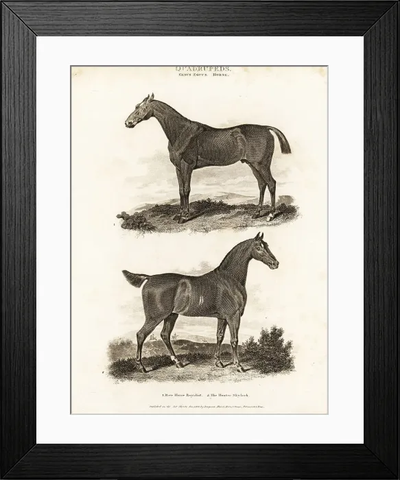 Framed Print : The race horse Royalist 1 and the hunter Skylark 2 Framed Print : The race horse Royalist 1 and the hunter Skylark 2