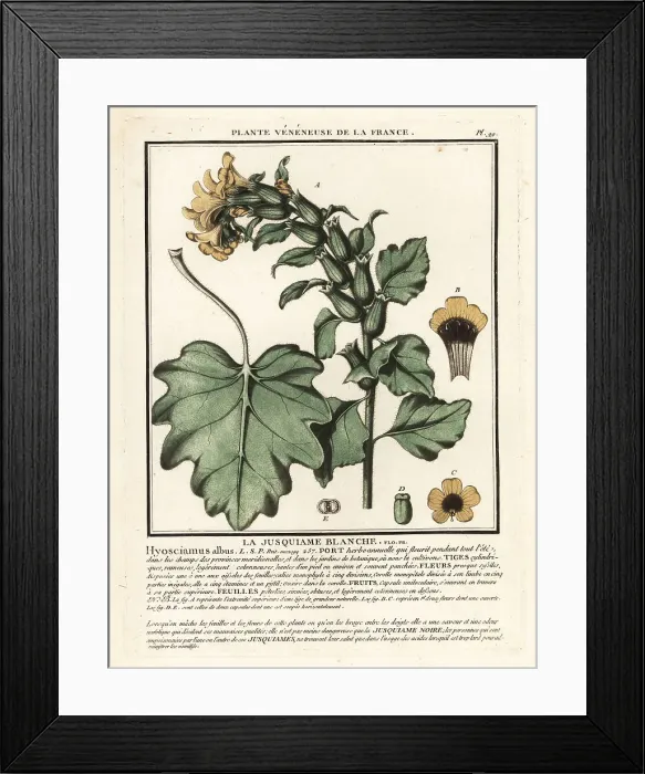 Framed Print : White henbane, Hyoscyamus albus Framed Print : White henbane, Hyoscyamus albus