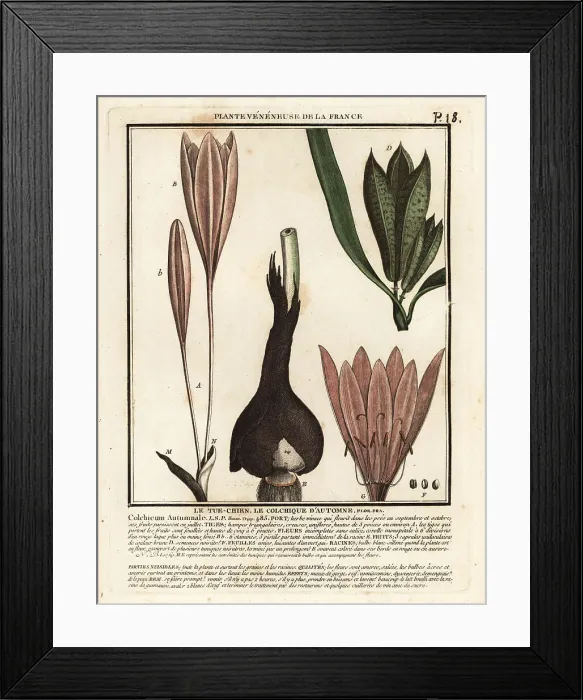 Framed Print : Autumn crocus, Colchicum autumnale Framed Print : Autumn crocus, Colchicum autumnale