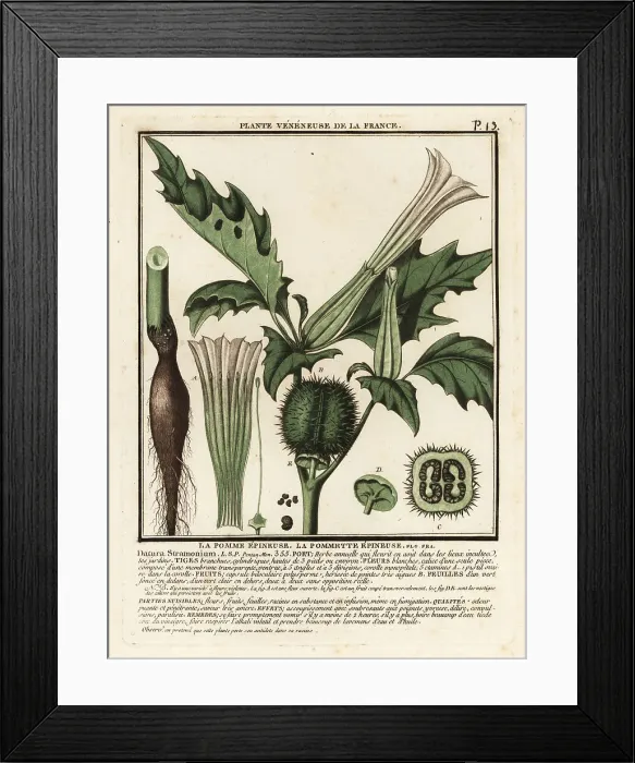Framed Print : Thorn apple, Datura stramonium Framed Print : Thorn apple, Datura stramonium