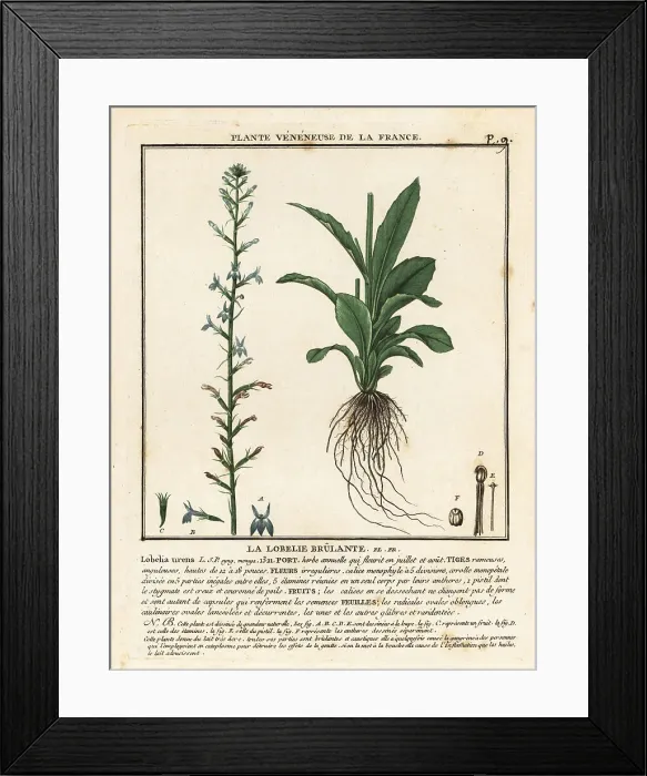 Framed Print : Heath lobelia, Lobelia urens Framed Print : Heath lobelia, Lobelia urens