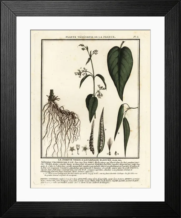 Framed Print : White swallow-wort, Vincetoxicum hirundinaria Framed Print : White swallow-wort, Vincetoxicum hirundinaria