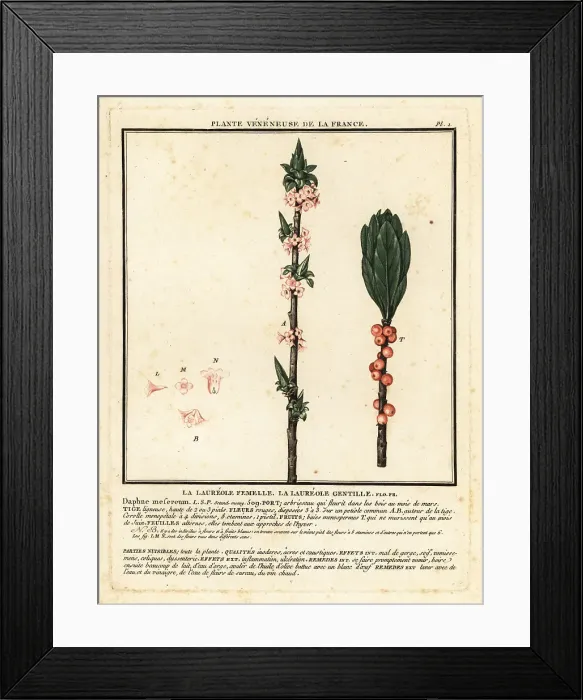 Framed Print : Mezereon, Daphne mezereum Framed Print : Mezereon, Daphne mezereum