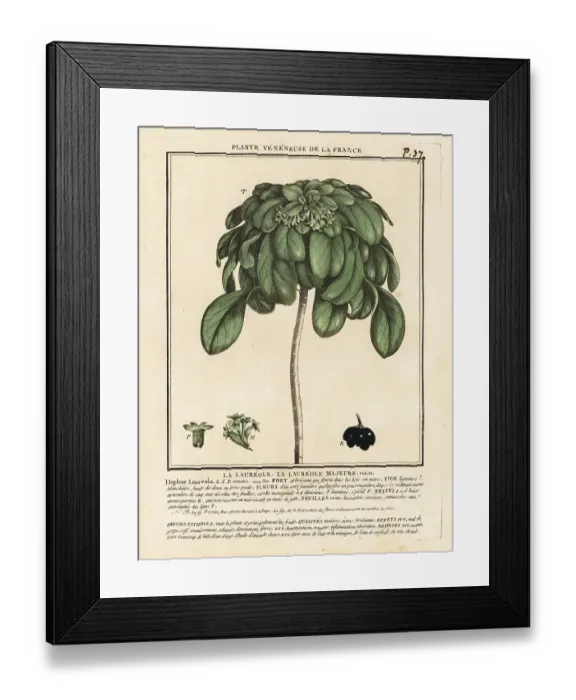 Framed Print : Spurge laurel, Daphne laureola Framed Print : Spurge laurel, Daphne laureola
