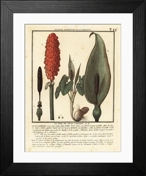 Framed Print : Snakeshead, Arum maculatum Framed Print : Snakeshead, Arum maculatum