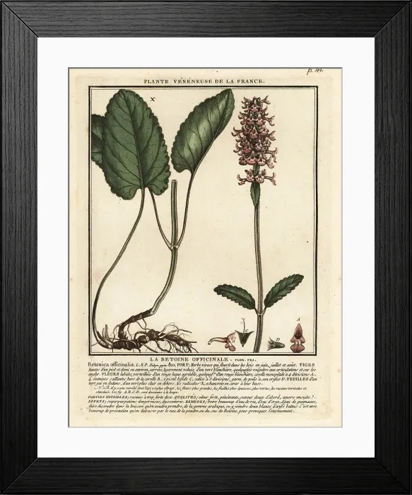 Framed Print : Common hedgenettle, Stachys officinalis Framed Print : Common hedgenettle, Stachys officinalis
