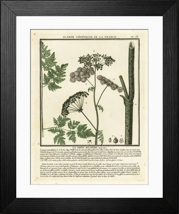 Framed Print : Poison hemlock, Conium maculatum Framed Print : Poison hemlock, Conium maculatum