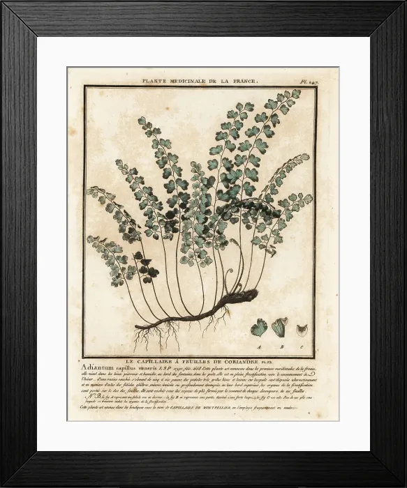 Framed Print : Southern maidenhair fern, Adiantum capillus-veneris Framed Print : Southern maidenhair fern, Adiantum capillus-veneris