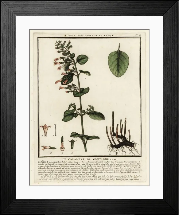 Framed Print : Lesser calamint, Clinopodium nepeta Framed Print : Lesser calamint, Clinopodium nepeta