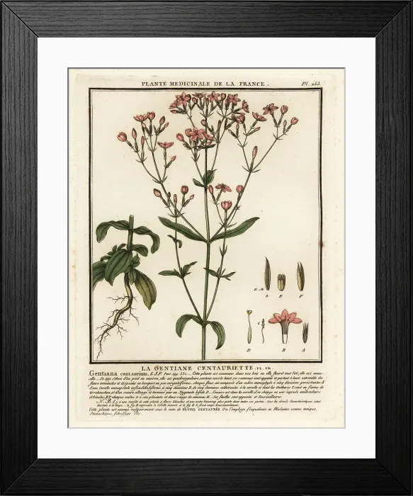 Framed Print : Common centaury. Centaurium erythraea Framed Print : Common centaury. Centaurium erythraea