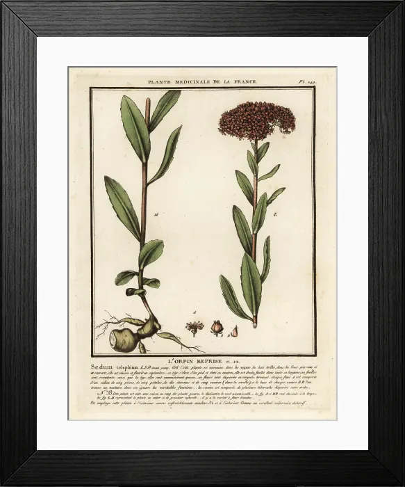 Framed Print : Orpine, l'orpin reprise, Sedum telephium Framed Print : Orpine, l'orpin reprise, Sedum telephium