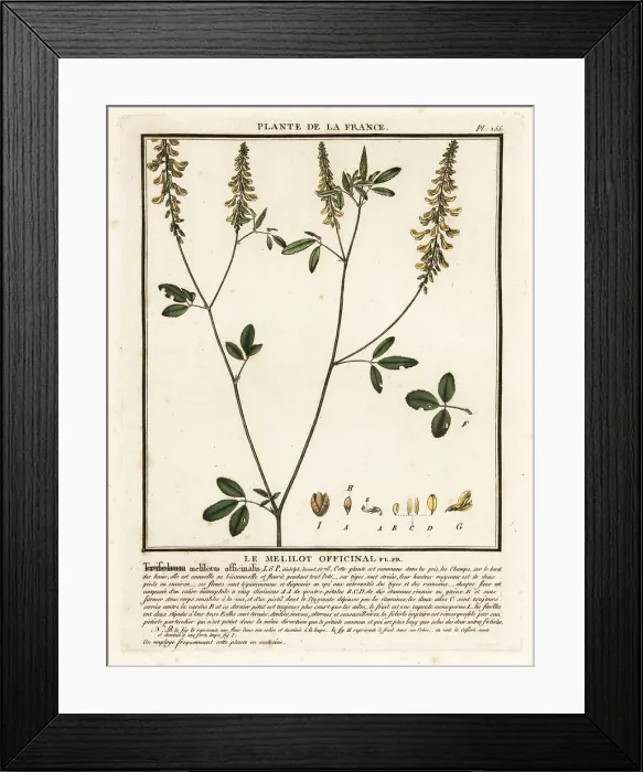 Framed Print : Yellow sweet clover, yellow melilot, ribbed melilot, Melilotus m Framed Print : Yellow sweet clover, yellow melilot, ribbed melilot, Melilotus m