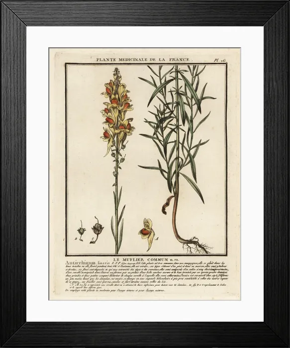 Framed Print : Common toadflax, Linaria vulgaris Framed Print : Common toadflax, Linaria vulgaris