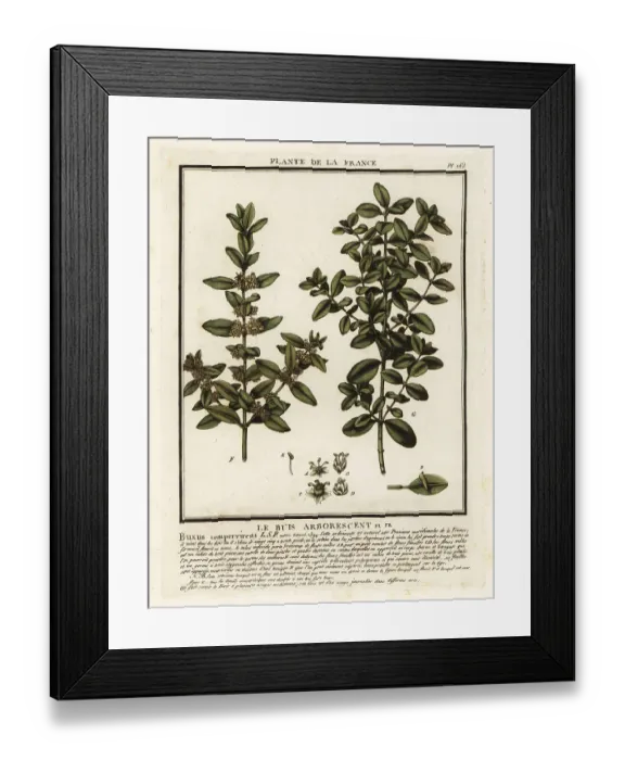 Framed Print : Common box, Buxus sempervirens Framed Print : Common box, Buxus sempervirens