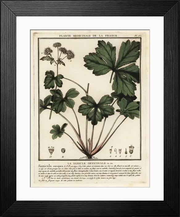 Framed Print : Wood sanicle, Sanicula europaea Framed Print : Wood sanicle, Sanicula europaea