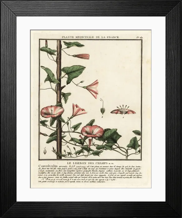 Framed Print : Field bindweed, Convolvulus arvensis Framed Print : Field bindweed, Convolvulus arvensis