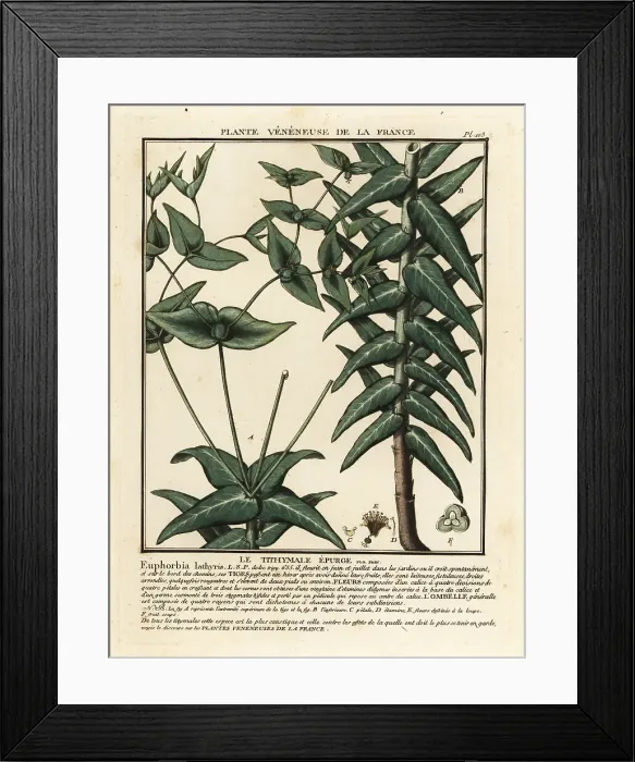 Framed Print : Caper spurge, Euphorbia lathyris Framed Print : Caper spurge, Euphorbia lathyris
