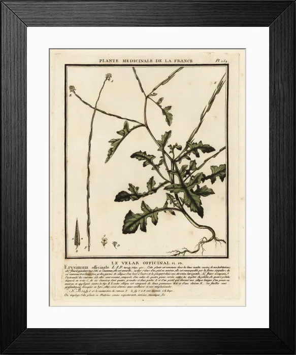 Framed Print : Hedge mustard, Sisymbrium officinale Framed Print : Hedge mustard, Sisymbrium officinale