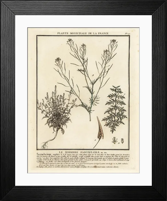 Framed Print : Flixweed, Descurainia sophia Framed Print : Flixweed, Descurainia sophia