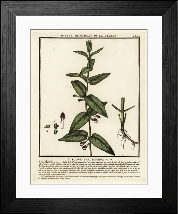 Framed Print : Common skullcap, Scuttelaria galericulata Framed Print : Common skullcap, Scuttelaria galericulata