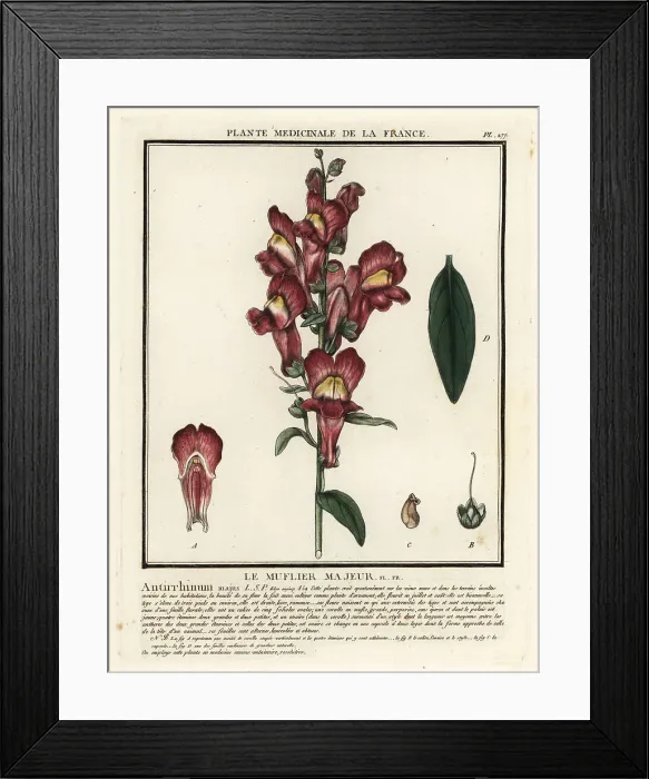Framed Print : Common snapdragon, Antirrhinum majus Framed Print : Common snapdragon, Antirrhinum majus