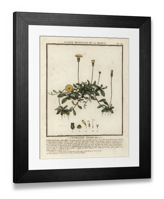 Framed Print : Mouse-ear hawkweed, Pilosella officinarum