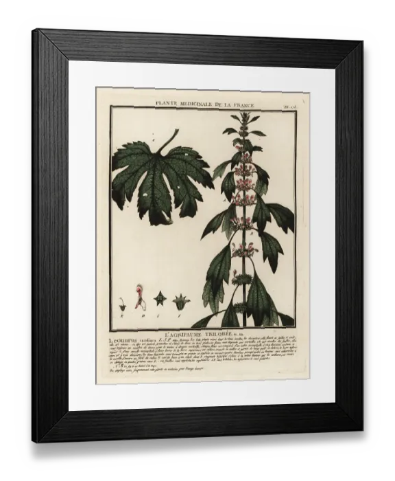 Framed Print : Motherwort, Leonurus cardiaca Framed Print : Motherwort, Leonurus cardiaca