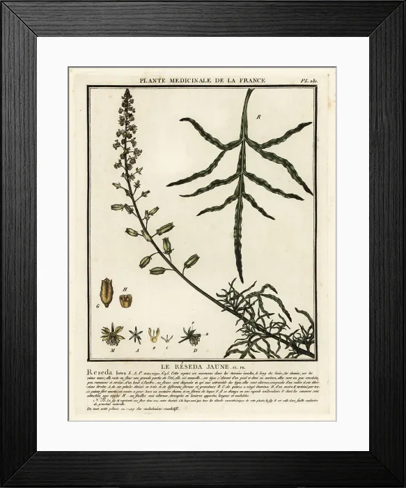 Framed Print : Yellow mignonette, Reseda lutea Framed Print : Yellow mignonette, Reseda lutea