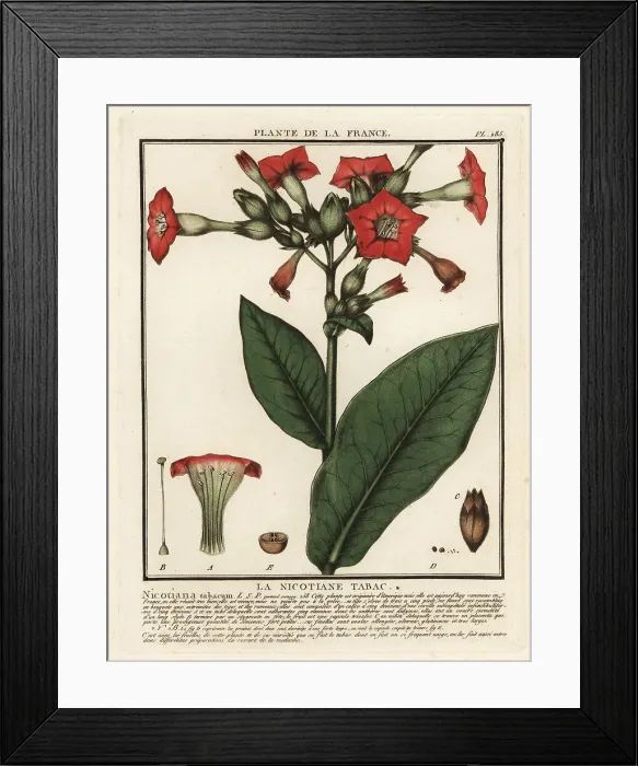 Framed Print : Cultivated tobacco, Nicotiana tabacum Framed Print : Cultivated tobacco, Nicotiana tabacum