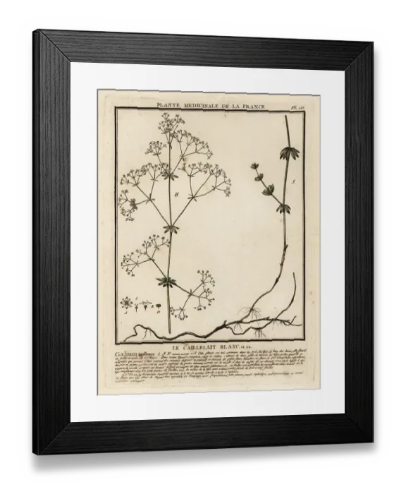 Framed Print : Hedge bedstraw, Galium mollugo Framed Print : Hedge bedstraw, Galium mollugo