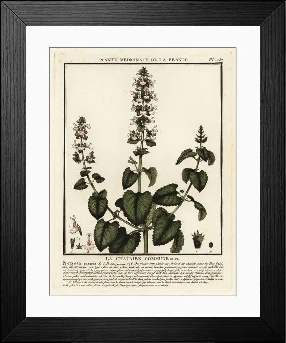 Framed Print : Catnip, Nepeta cataria Framed Print : Catnip, Nepeta cataria