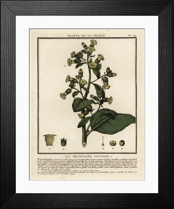 Framed Print : Aztec tobacco, Nicotiana rustica Framed Print : Aztec tobacco, Nicotiana rustica