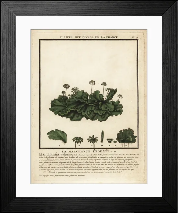 Framed Print : Common liverwort, Marchantia polymorpha Framed Print : Common liverwort, Marchantia polymorpha