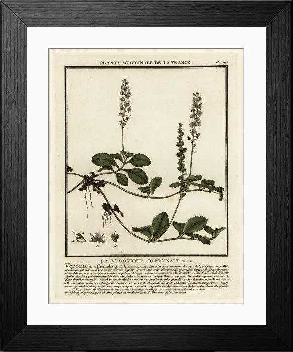 Framed Print : Heath speedwell, Veronica officinalis
