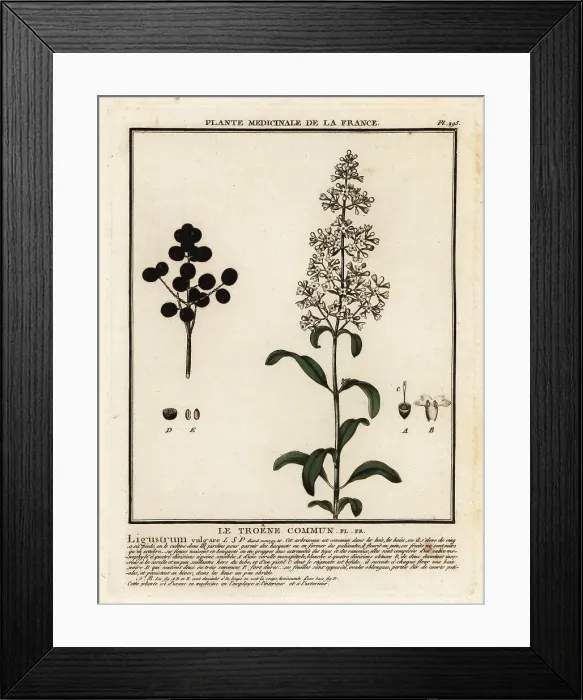 Framed Print : Wild privet, Ligustrum vulgare Framed Print : Wild privet, Ligustrum vulgare